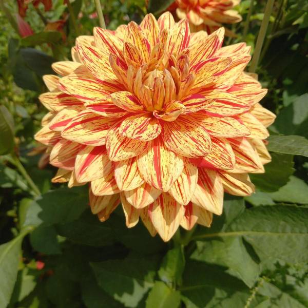 AB Pépinière : Votre pépinière de proximité pour fleurir votre jardin proche de Nîmes dans le Gard