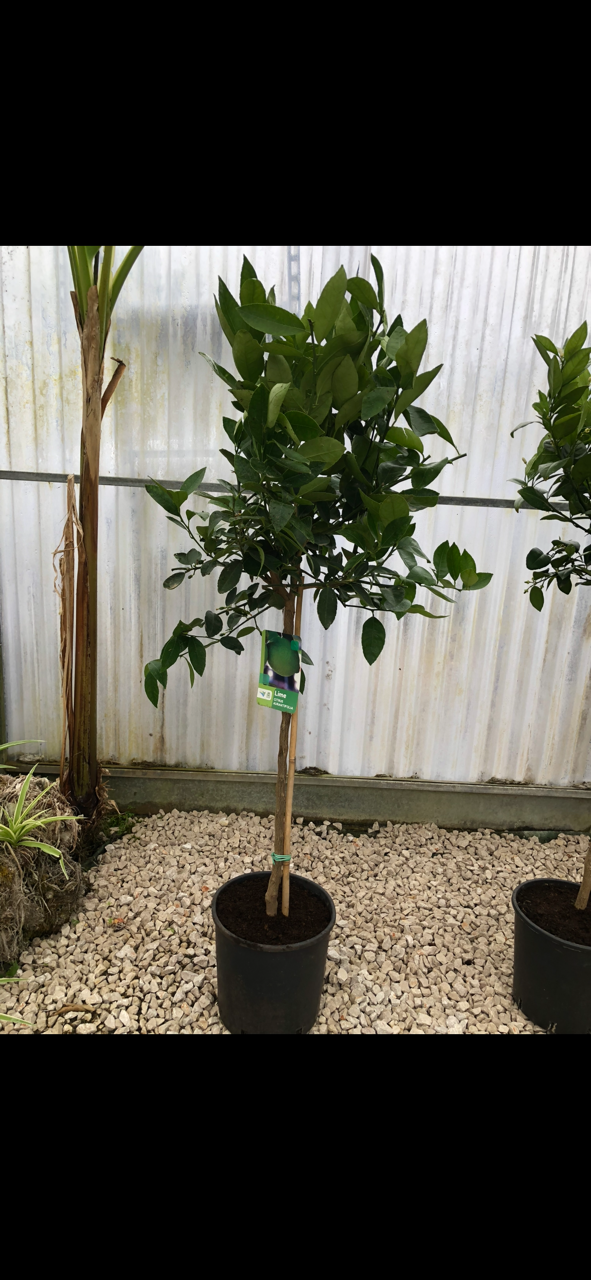 AB Pépinière à Liouc : spécialiste des agrumes, conseils et large choix pour vous faire plaisir