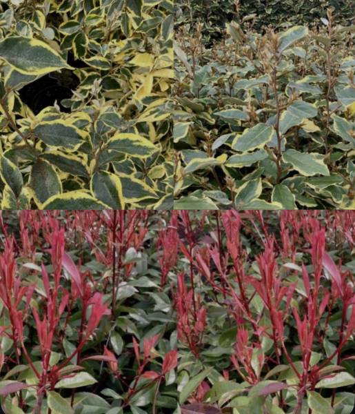 Acheter des buissons : quelle est la meilleure période pour la plantation ou les achats dans une jardinerie proche de Saint-Mathieu-de-Tréviers 34270 dans l'Hérault  ?