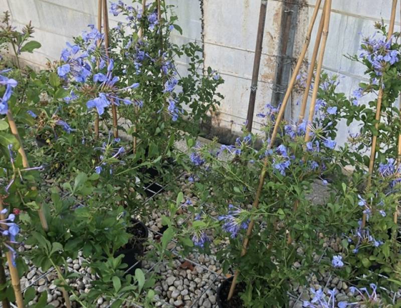Où trouver des plumbagos beaux et solides dans une pépinière près de Nîmes?