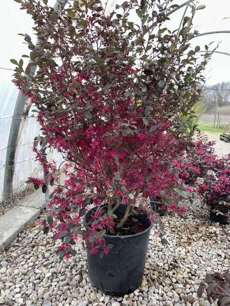 Acheter des plantes à fleur pour haies de jardin et massifs près de Nîmes :  Vente de Loropetalum chez AB Pépinière dans le Gard 30