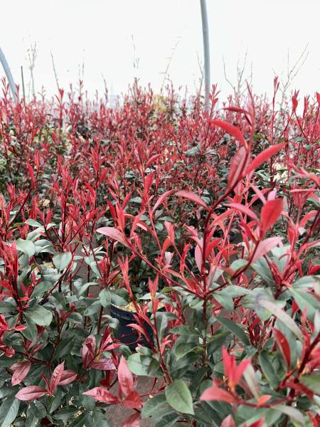 Acheter des plantes à fleur pour haies de jardin près de Nîmes :  Vente de photinias chez AB Pépinière dans le Gard 30