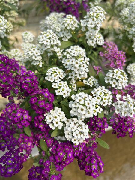 Vous voulez ajouter une touche parfumée à votre balcon, une floraison généreuse, un doux parfum et une culture facile? Venez retrouver nos alysse odorantes idéale pour sublimer vos extérieurs près de Nîmes dans le Gard !