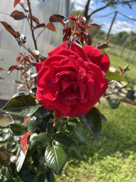 Où trouver des rosiers de collection aux parfums envoûtants pour sublimer votre jardin près de Nîmes ? Découvrez notre sélection unique de rosiers parfumés à Liouc, dans le Gard.