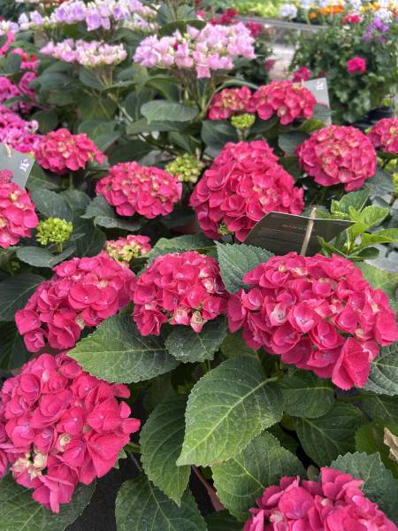 Où acheter des hortensias pour sublimer votre jardin ou votre terrasse près de Nîmes ? Découvrez notre collection d’hortensias à Liouc, dans le Gard.
