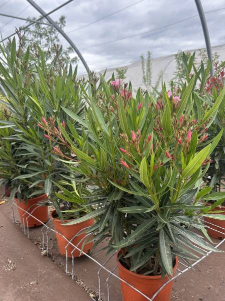Où acheter des lauriers rose pour sublimer votre jardin près de Nîmes ? Découvrez notre sélection à Liouc, dans le Gard, pour apporter charme et couleur à vos espaces extérieurs.