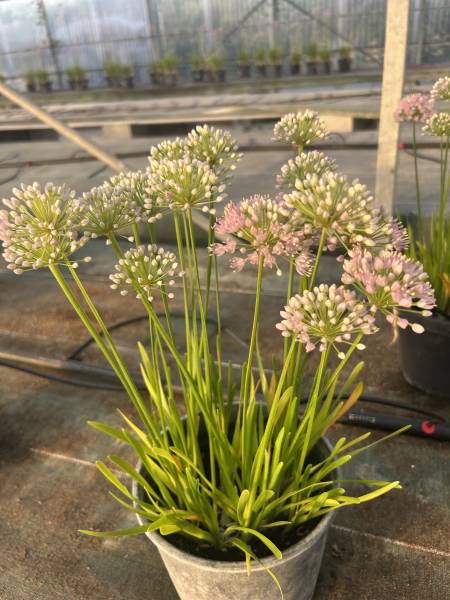 Où acheter des fleurs pour sublimer vos massifs ou vos bordures près de Nîmes ? Découvrez notre collection d’alliums à Liouc, dans le Gard.