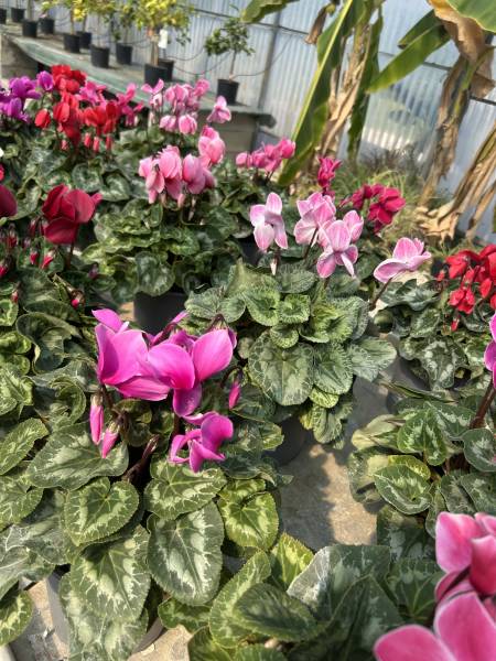Où acheter des cyclamens colorés, robustes et faciles à entretenir dans une pépinière proche de Nîmes?