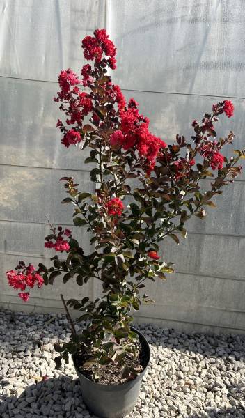 Où trouver des Lilas des Indes de qualité, robustes et élégants dans une pépinière proche de Nîmes ?