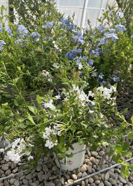 Où trouver des plumbagos beaux et solides dans une pépinière près de Nîmes?