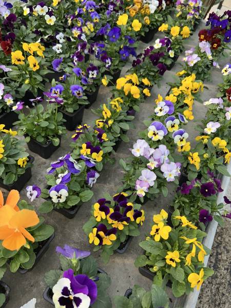 Où acheter des pensées colorées, résistantes et faciles à entretenir dans une pépinière proche de Nîmes ?