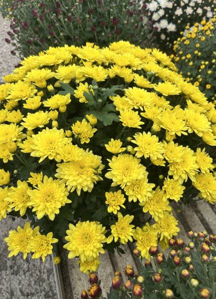 Où acheter des chrysanthèmes colorés, résistants et faciles à entretenir dans une pépinière proche de Nîmes ?