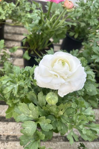 Où acheter des renoncules aux fleurs généreuses, colorées et faciles à entretenir dans une pépinière proche de Nîmes ?