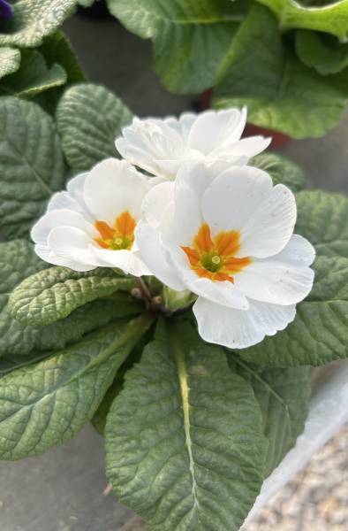 Où acheter des primevères colorées, résistantes et faciles à entretenir dans une pépinière proche de Nîmes ?