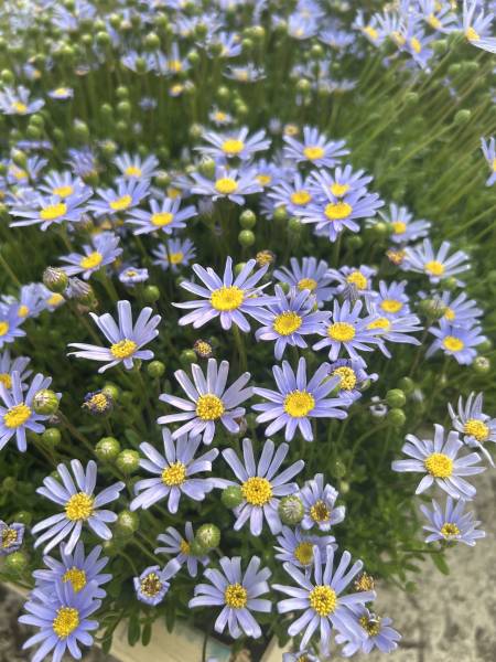Agathea aux fleurs bleu vif : plante facile et florifère idéale pour massif, pot et jardin ensoleillé disponible chez AB Pépinière dans le Gard