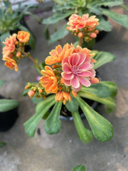 Lewisia : plante vivace colorée facile à cultiver, parfaite pour rocailles, pots et bordures, disponible chez AB Pépinière à Liouc dans le Gard
