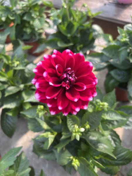 Vous cherchez des dahlias colorés pour égayer votre jardin ou vos massifs près de Nîmes ? Venez découvrir notre large choix de dahlias fleuris et faciles à cultiver à Liouc, dans le Gard.