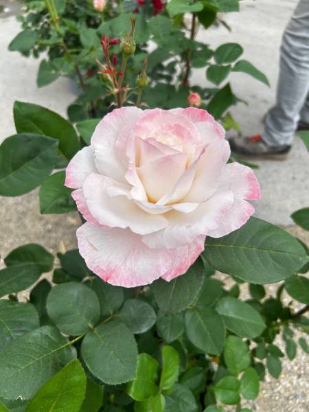 Où acheter des rosiers de qualité et robuste avec large choix de couleur dans une pépinière proche de Nîmes ?