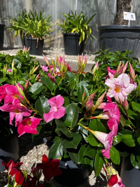 Où trouver des dipladénias dans le Gard ? Découvrez AB Pépinière à Liouc, avec ses variétés colorées et son nouveau dipladénia jaune.