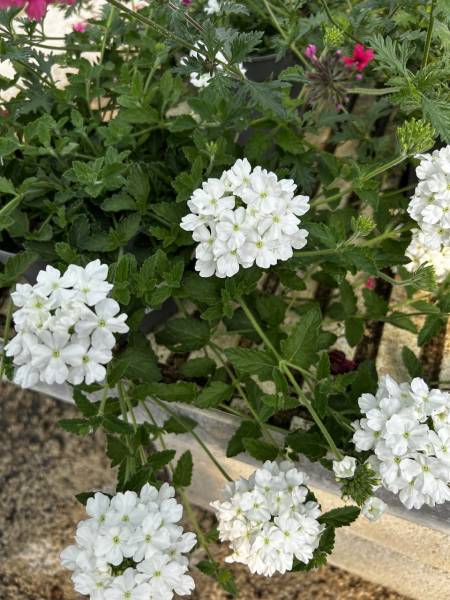 Découvrez les magnifiques verveines roses, violettes et blanches chez AB Pépinière à Liouc dans le Gard et apportez couleur, fraîcheur et élégance naturelle à votre jardin, terrasse ou balcon cet été.